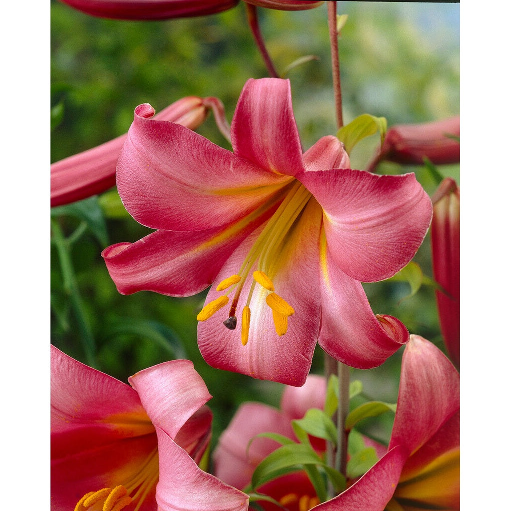 Trumpetlilja-Lilium Pink Perfection 2-pack
