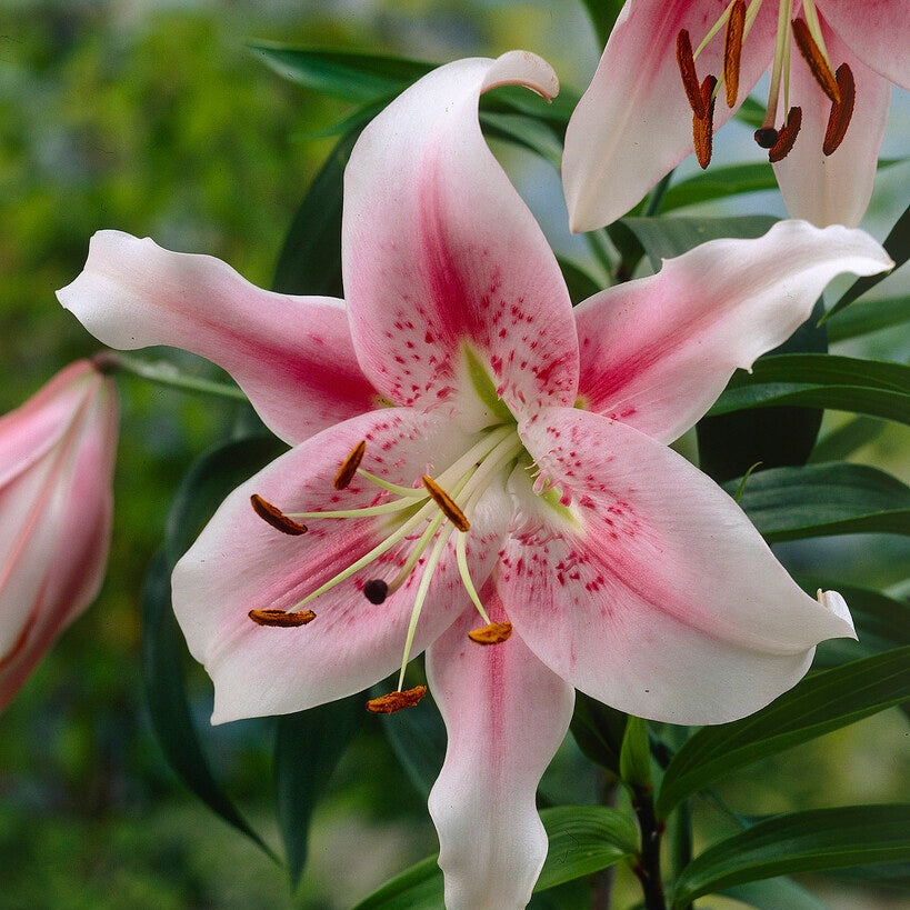 Lilja-Lilium Orienpet Anastasia (Treelily) 2-pack