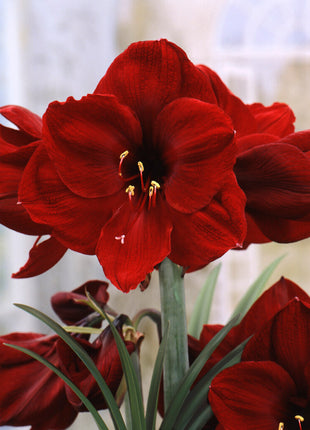 Amaryllis-Hippeastrum 'Benfica' 1-pack