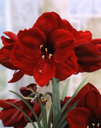 Amaryllis-Hippeastrum 'Benfica' 1 kpl