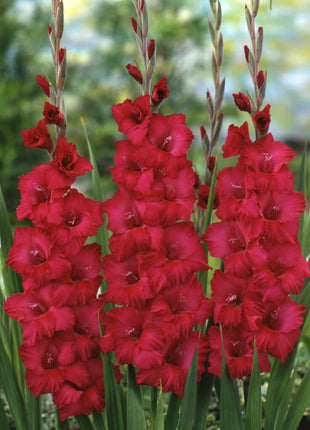 Gladiolus Plumtart 10 kpl