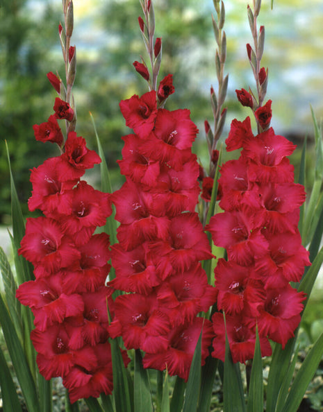 Gladiolus Plumtart 10 kpl