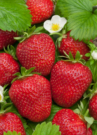 Jordbær-kirsebærbær 3-pak