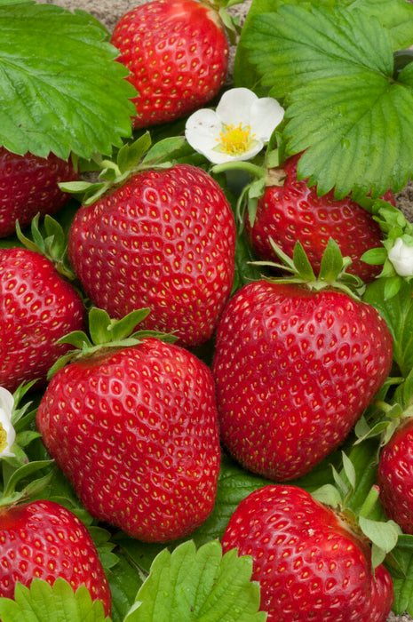 Erdbeer-Kirsch-Beere 3er-Pack