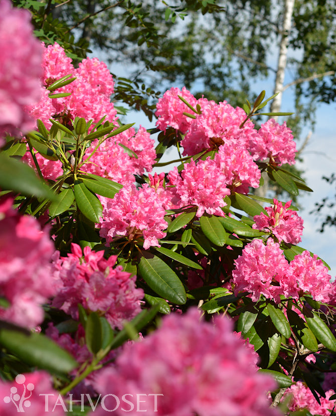 Rhododendron &