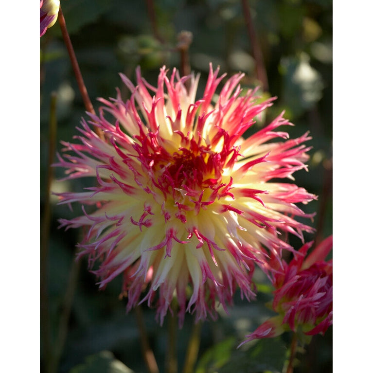 Dahlia Cactus Lindsey Michelle 1-pack NYHET