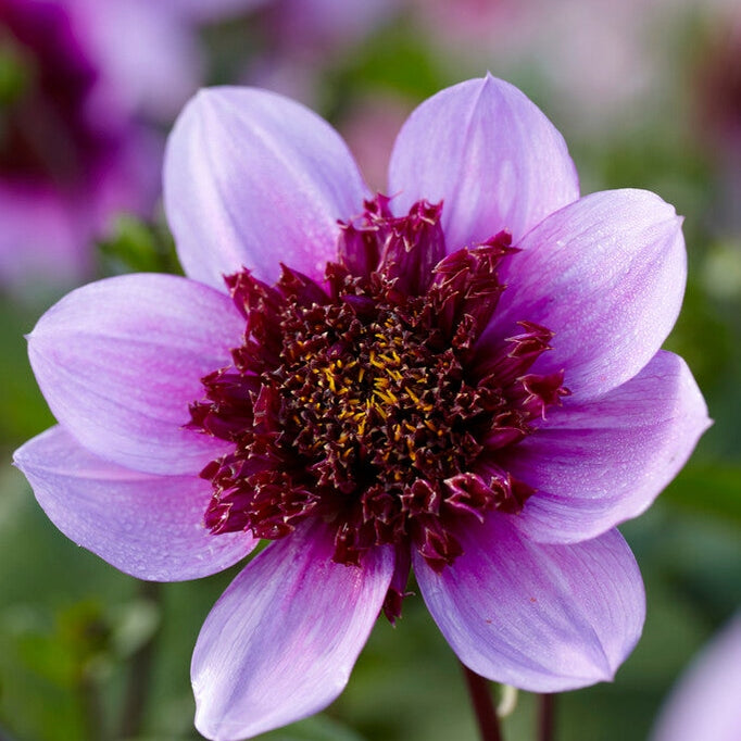 Dahlia Anemon Blue Bayou 1-pack