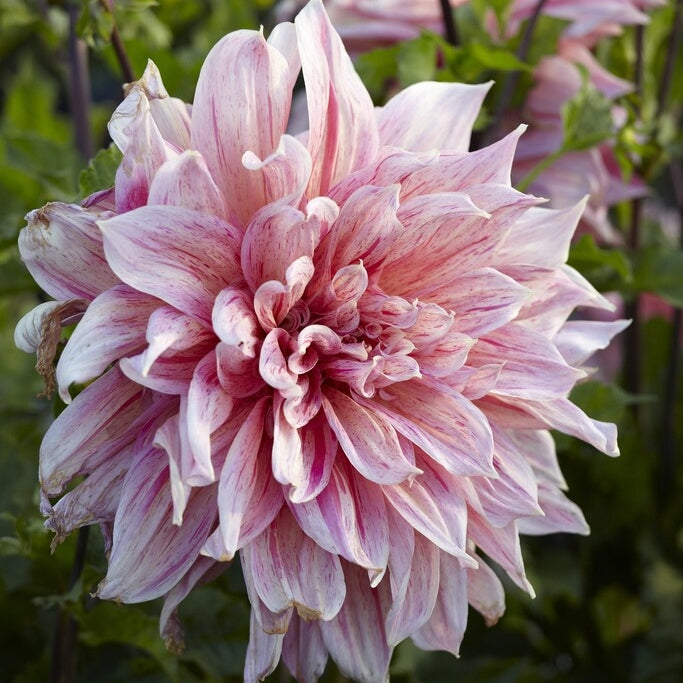 Dahlia Dekorativ Striped Emory Paul 1-pack NYHET