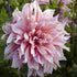 Dahlia Dekorativ Striped Emory Paul 1-pack NYHET