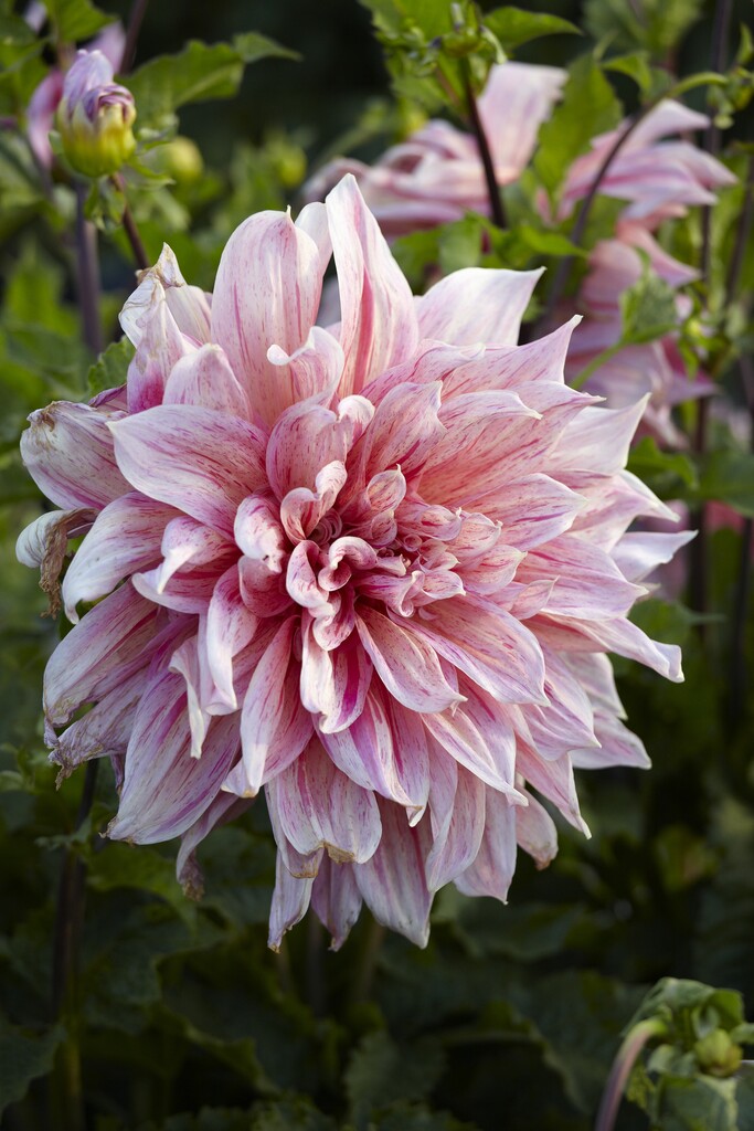Dahlia Striped Emory Paul