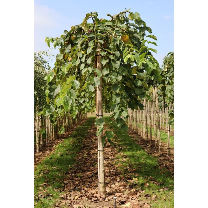 Hängskogsalm - Ulmus glabra 'Pendula'  - Stammens omkrets 20-25 cm, höjd 4-4,5 meter,  HS,