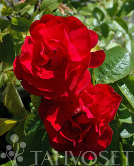Rosa &