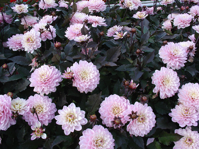 Dahlia Melody Harmony Dekorativ 1-pack NYHET