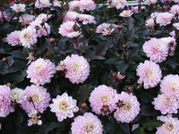 Dahlia Melody Harmony Dekorativ 1-pack NYHET