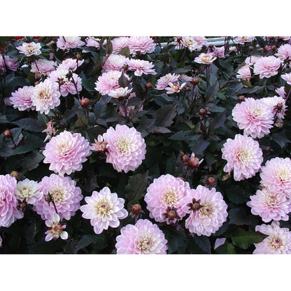 Dahlia Melody Harmony Dekorativ 1-pack NYHET