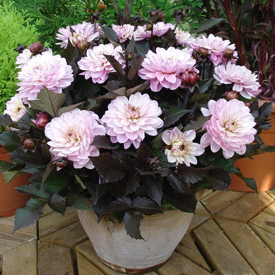 Dahlia Melody Harmony Dekorativ 1-pack NYHET