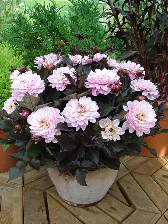 Dahlia Melody Harmony Dekorativ 1-pack NYHET