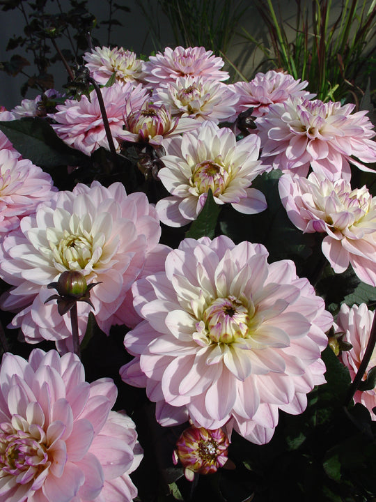 Dahlia Melody Harmony Dekorativ 1-pack NYHET