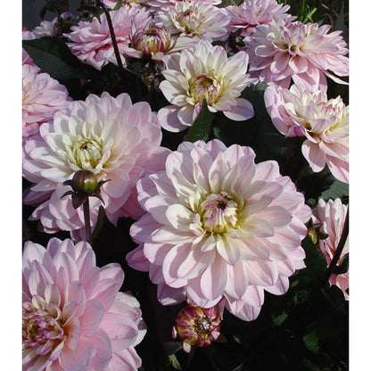 Dahlia Melody Harmony Dekorativ 1-pack NYHET