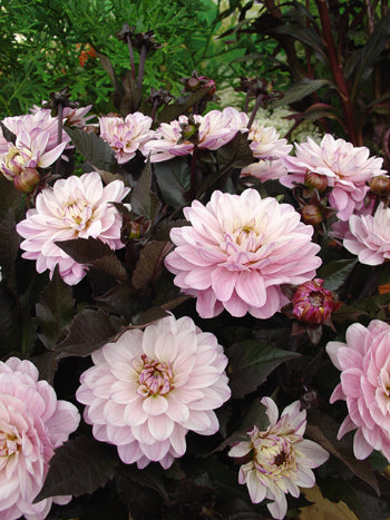 Dahlia Melody Harmony Dekorativ 1-pack NYHET