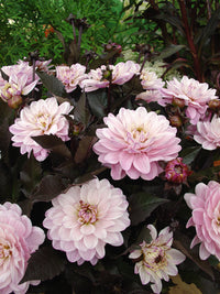 Dahlia Melody Harmony Dekorativ 1-pack NYHET