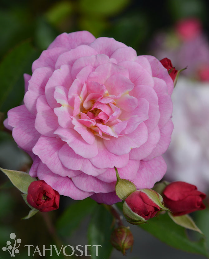 Buskros Rosa &