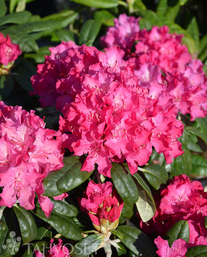 Rhododendron &