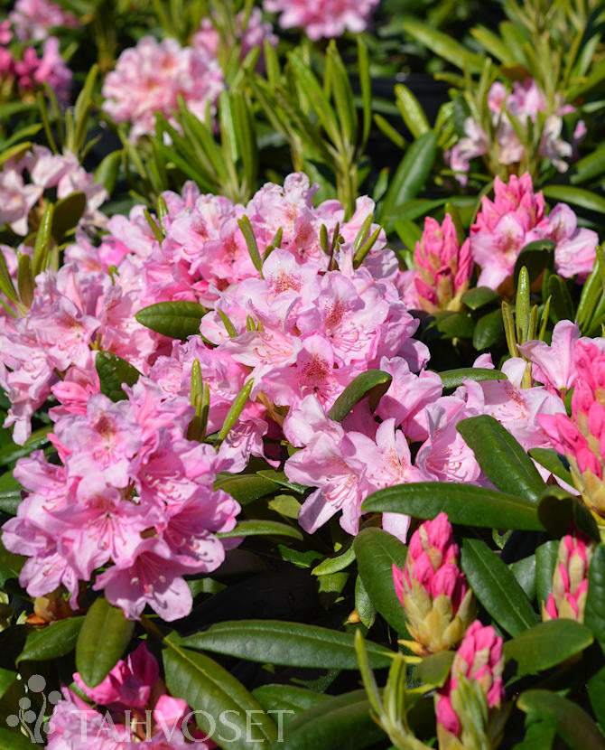 Rododendron &