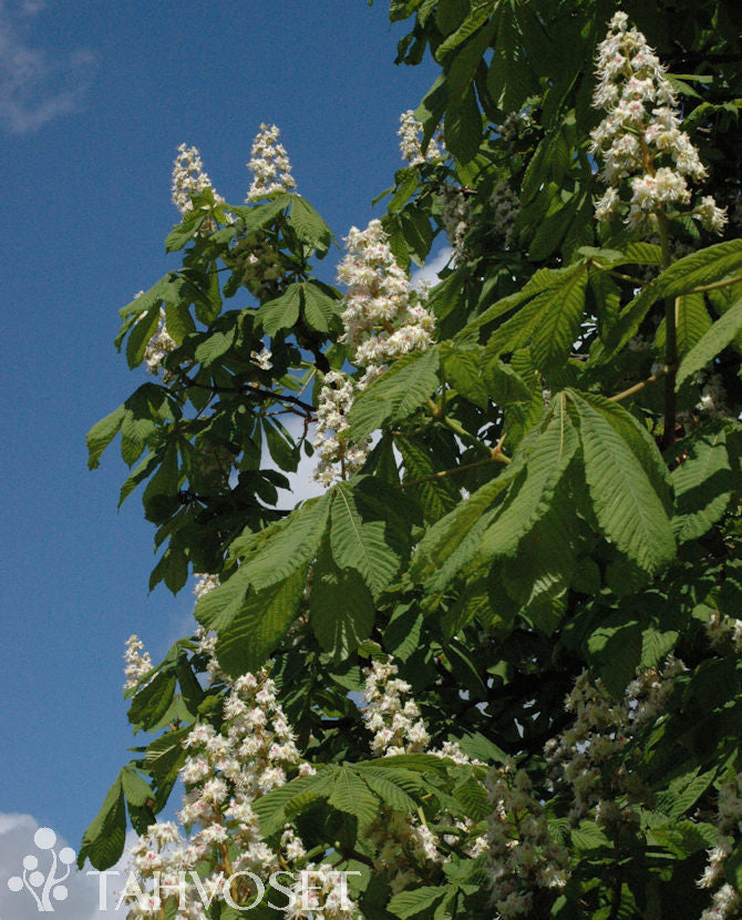 Hästkastanj - Aesculus hippocastanum 100-150 cm, containerodlad
