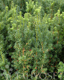 Hybrididegran &
