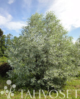 Silverpil Salix alba var. sericea &