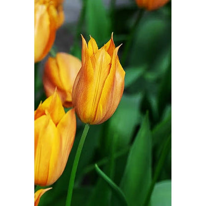 Tulpan Triumph Request 10-pack  (NYHET)