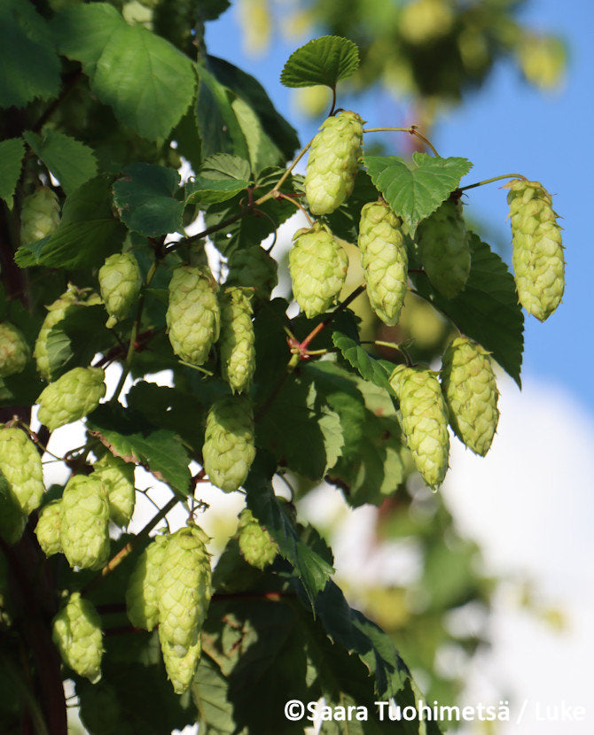Humle, finsk bryggsort – Humulus lupulus (13 cm kruka)