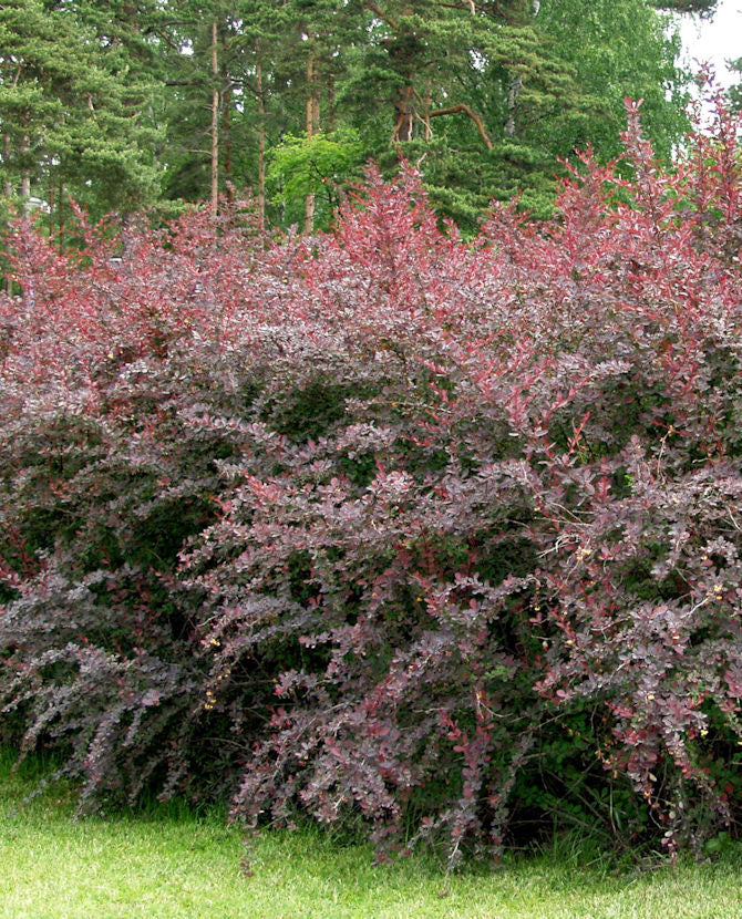 Blodhäckberberis &