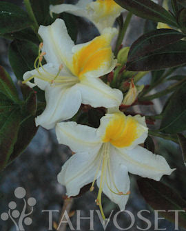 Parkazalea &