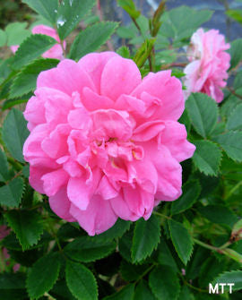 Parkros Rosa &