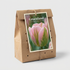Tulpan Groenland 7-pack