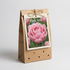Tulpan Pink Star 7-pack
