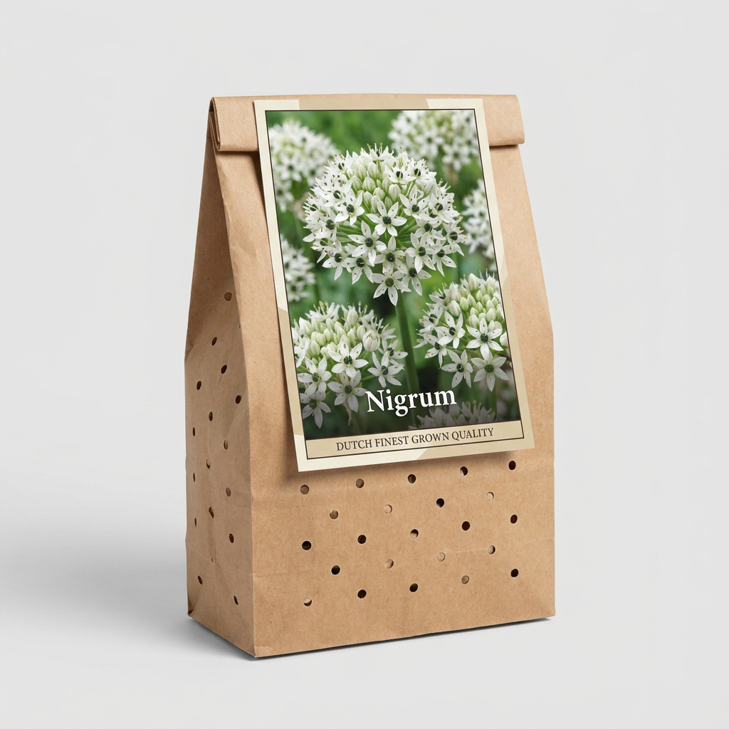 Allium Nigrum 5-pack