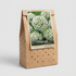 Allium Nigrum 5-pack
