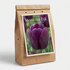 Tulpan Mystic van Eijk 7-pack