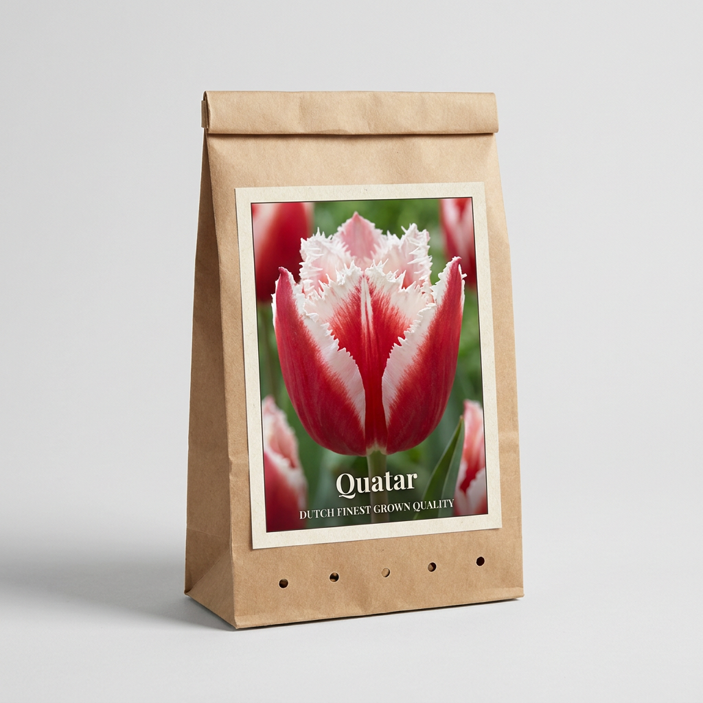 Tulpan Quatar 7-pack