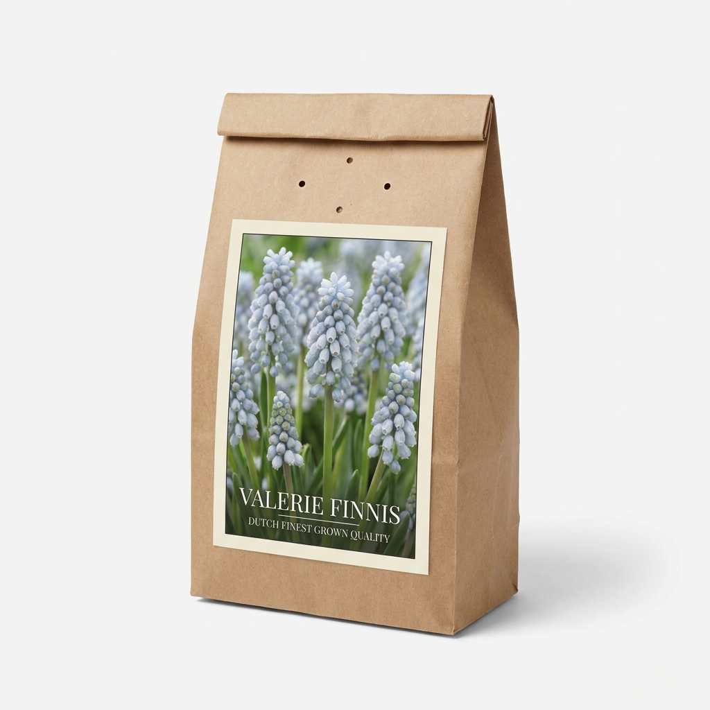 Pärlhyacint Valerie Finnis 15-pack