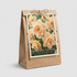 Narciss Romantic Paradise 5-pack
