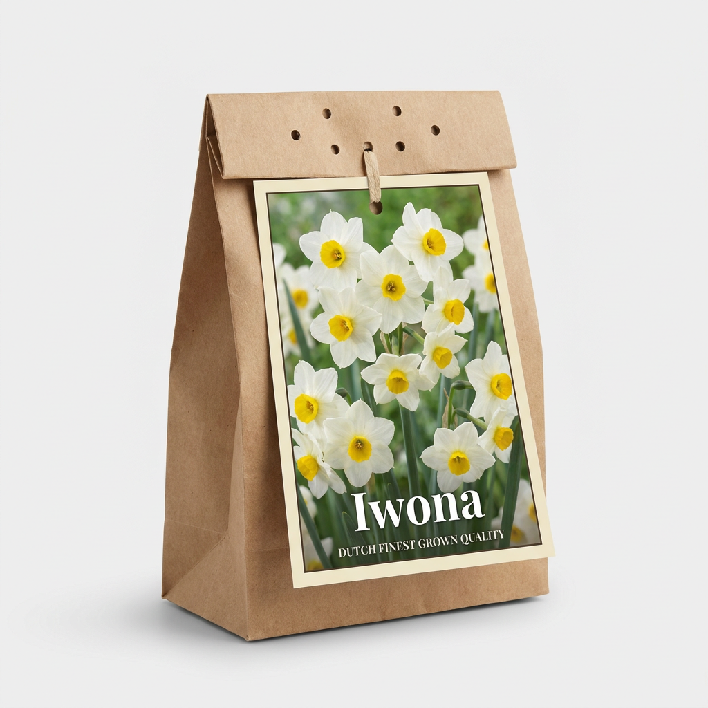 Narciss Iwona 5-pack
