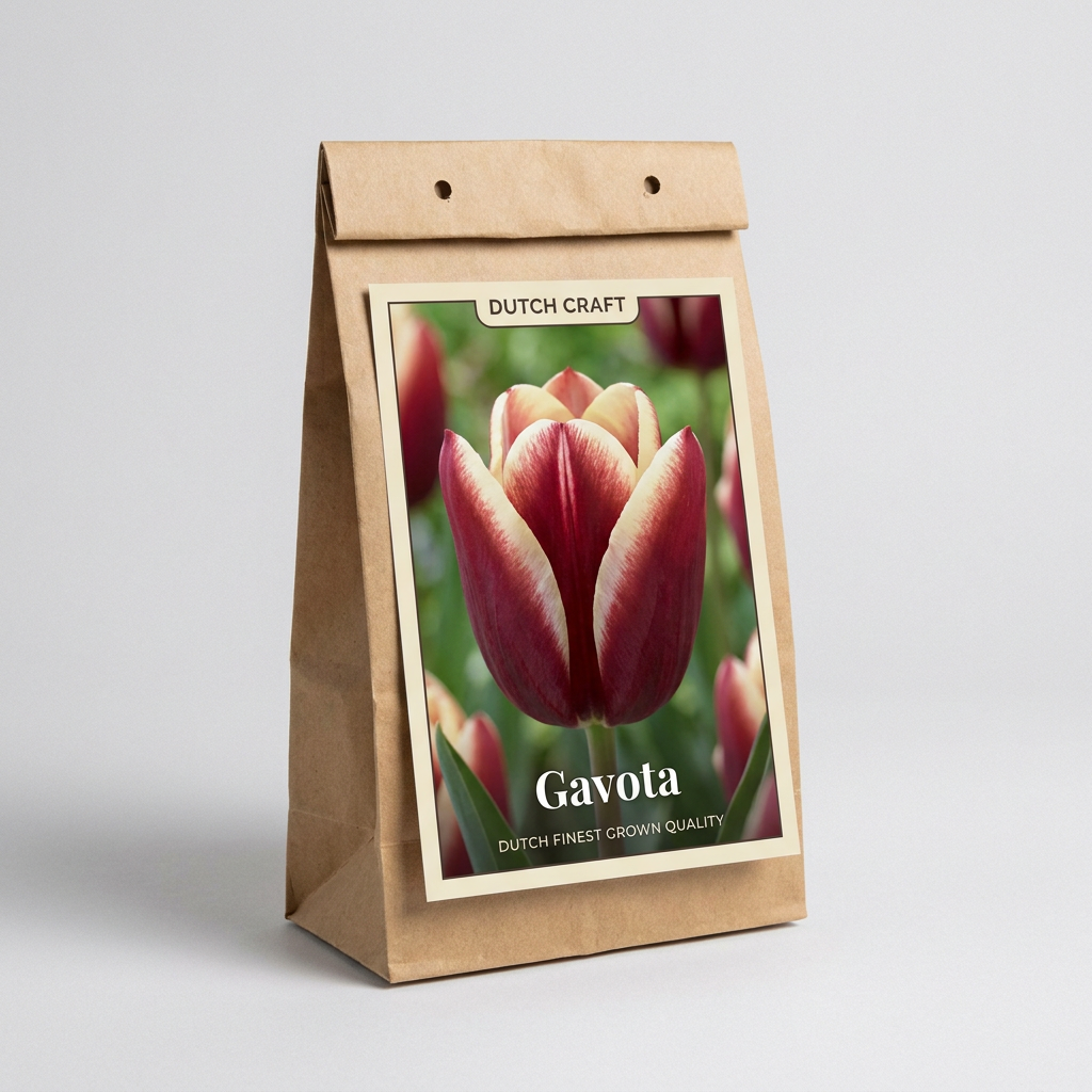 Tulpan Gavota 7-pack