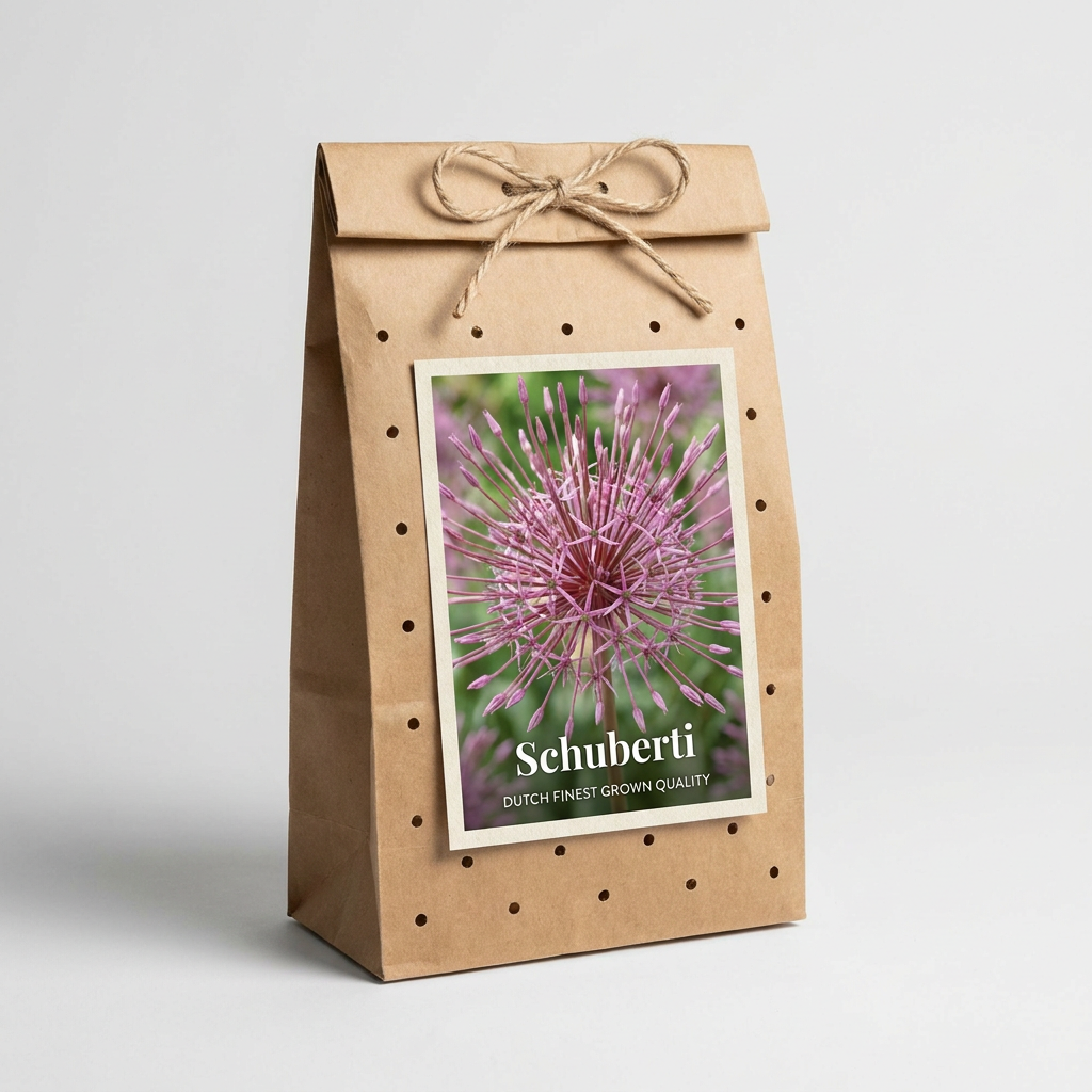 Allium Schuberti 3-pack
