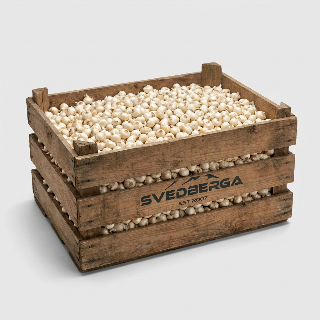 Muscari Valerie Finnis löklåda – Svedberga Plantskola