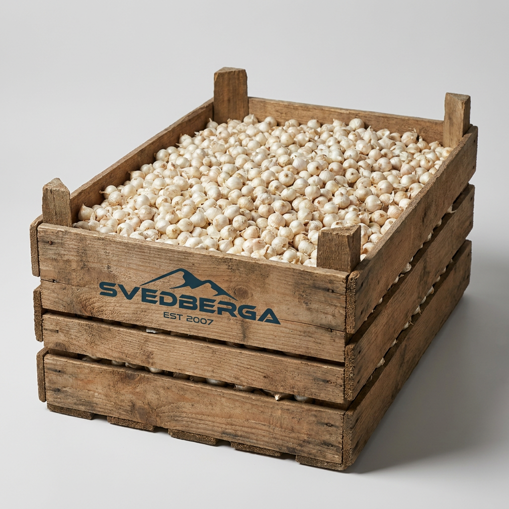 Puschkinia Libanotica löklåda – Svedberga Plantskola