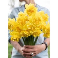 Narciss Dick Wilden 3-pack